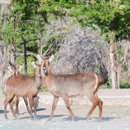 Emanya@Etosha Villa Namutoni Luaran gambar