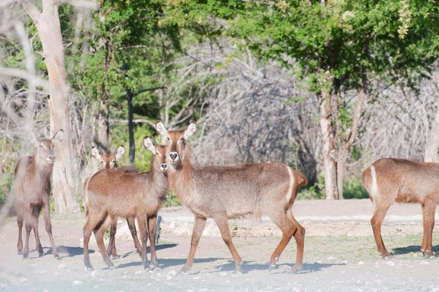 Emanya@Etosha Villa Namutoni Luaran gambar