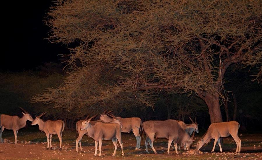 Emanya@Etosha Villa Namutoni Luaran gambar